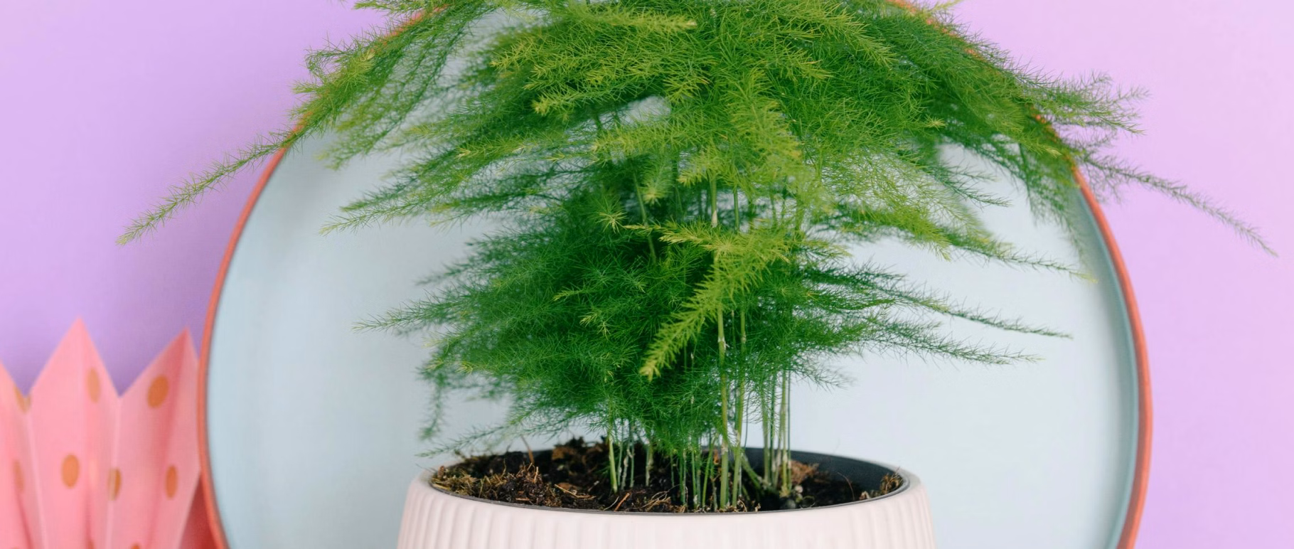 Asparagus – pierzasty akcent zieleni w nowoczesnych wnętrzach