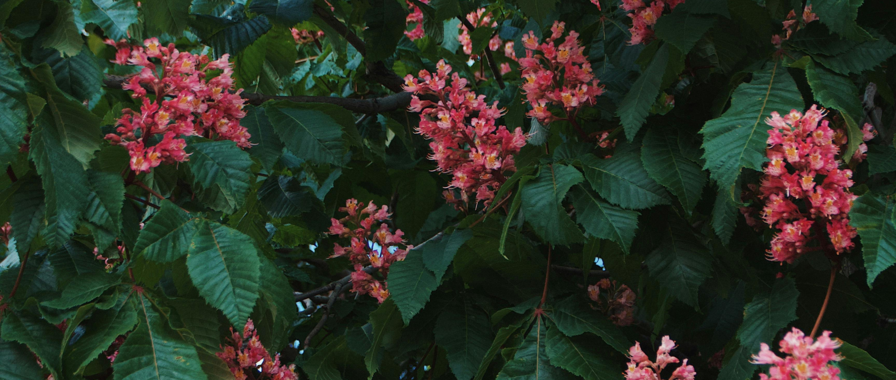 Kasztanowiec we własnym ogrodzie – czy to dobry pomysł?