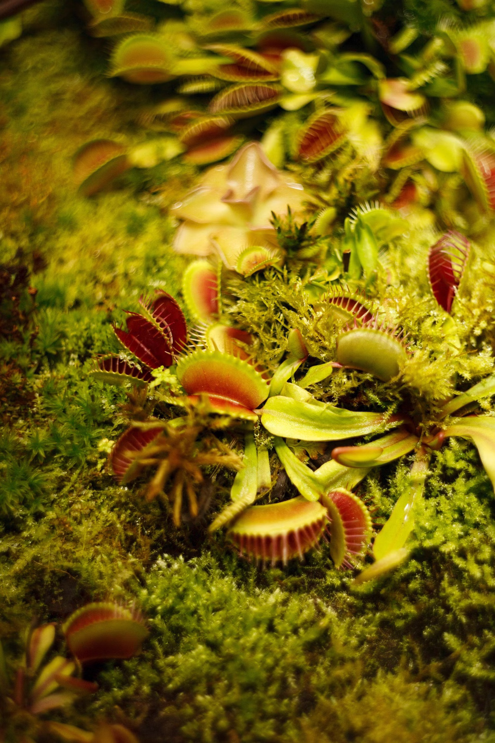 Muchołówka – miniporadnik. Uprawa i pielęgnacja tej intrygującej rośliny owadożernej 3 Muchołówka – miniporadnik. Uprawa i pielęgnacja