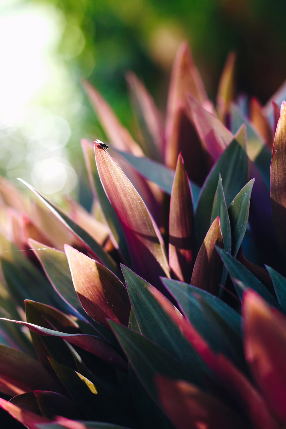 Reo meksykańskie – egzotyczna roślina o ozdobnych liściach 2 Reo meksykańskie – egzotyczna roślina o ozdobnych liściach