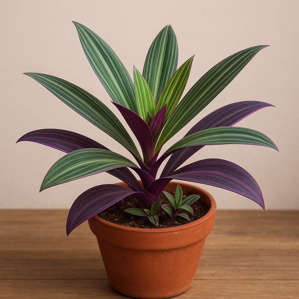 Reo meksykańskie – egzotyczna roślina o ozdobnych liściach