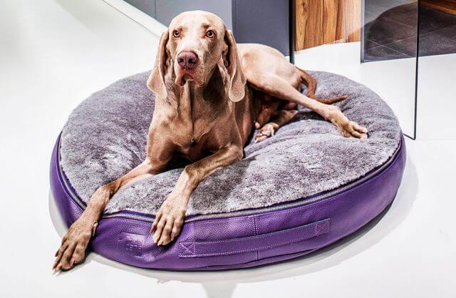 duży pies na szaro-fioletowym legowisku