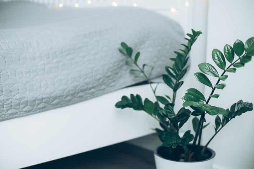 roślina zamiokulkas w sypialni - w stylu minimalistycznym