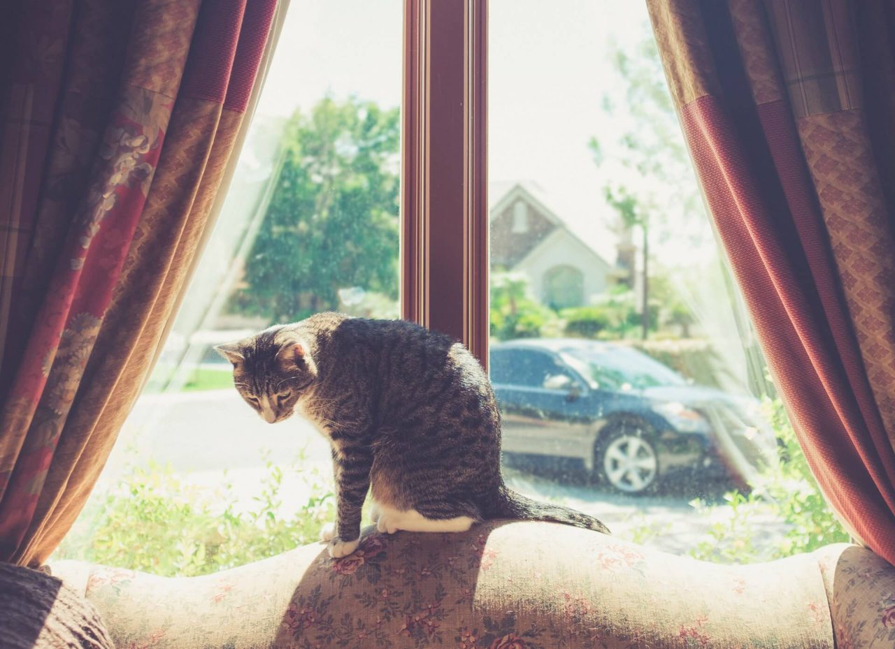 kot siedzący na tle okna