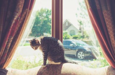 kot dachowiec siedzący na tle okna z brązowymi zasłonami