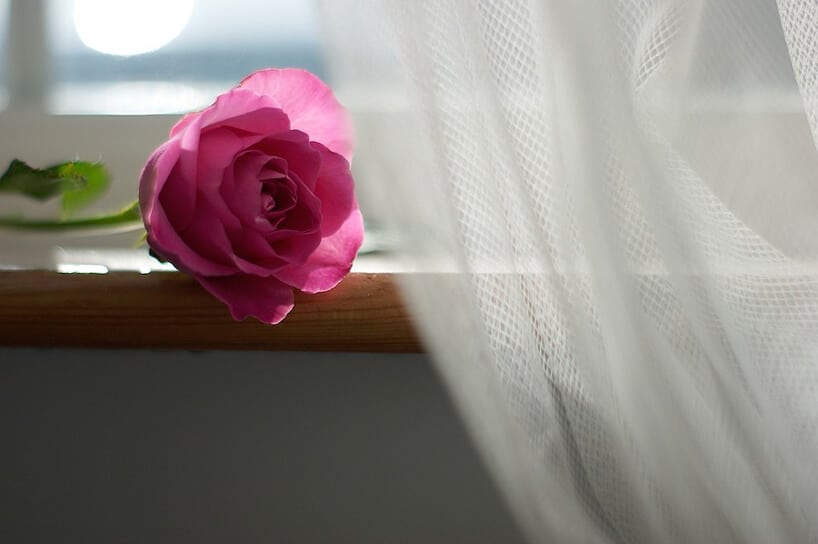 różowa róża leżąca na drewnianym parapecie obok wiszącej białej firanki