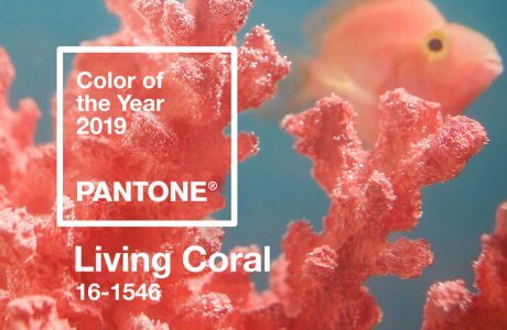różowy koral i ryba jako tło dla koloru roku PANTONE