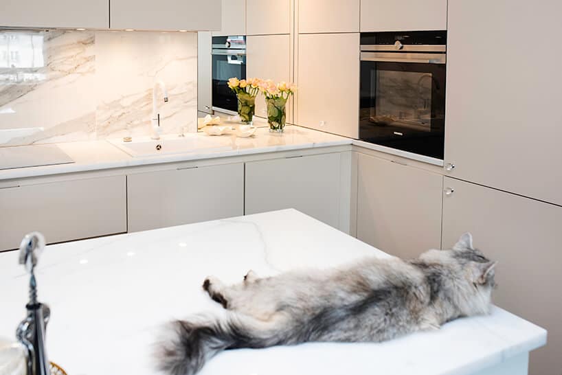 kuchnia premium od ernestrust kot leżący na kamiennym blacie wyspy kuchennej w jasnej kuchni