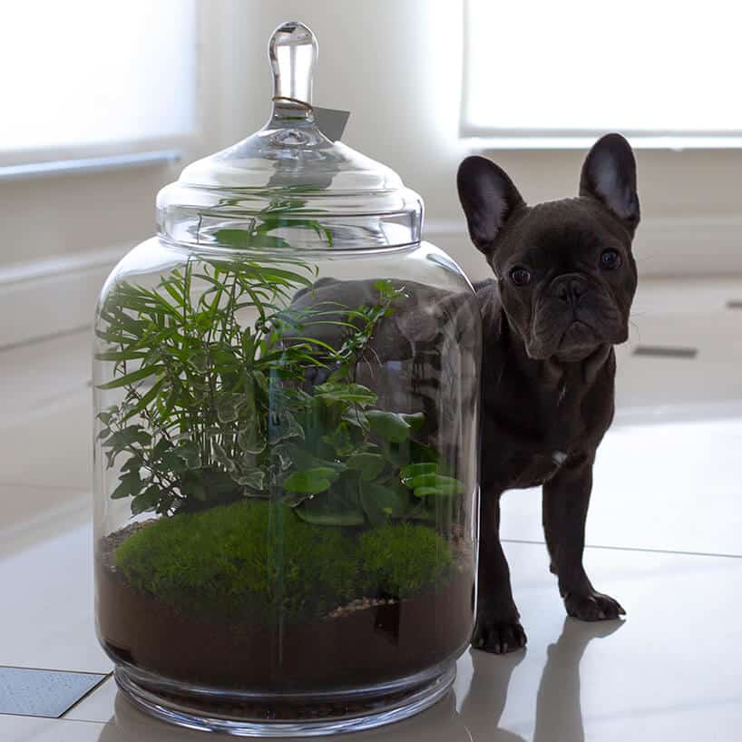 czarny pies stojący za dużym słojem z roślinami w środku