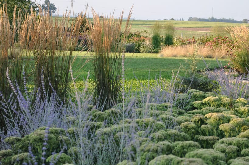 zdjęcie zaaranżowanego ogrodu naturalistycznego na tle pół