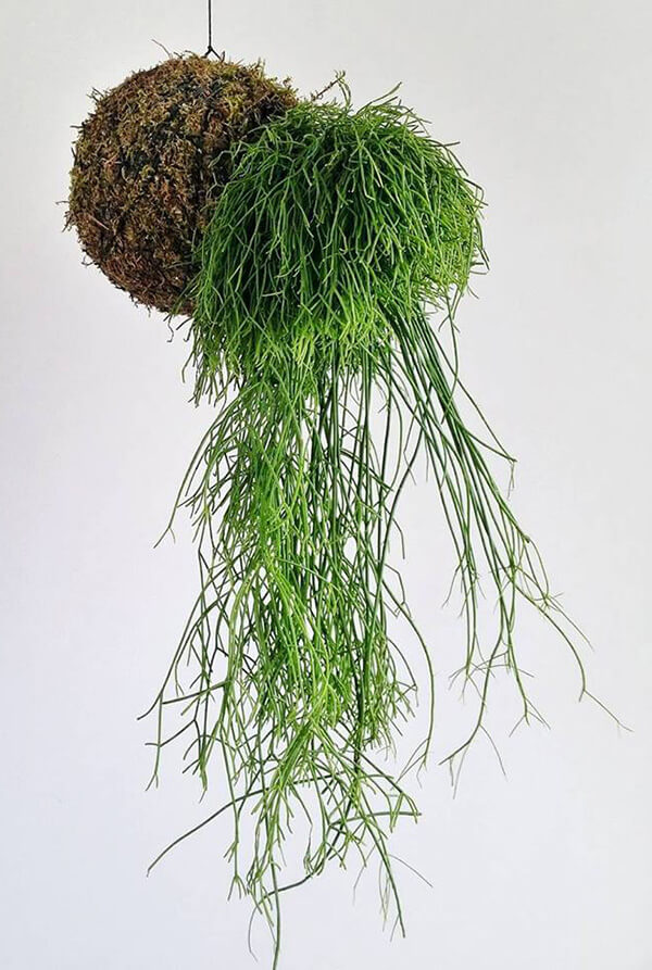 kokedama rosnąca w bok