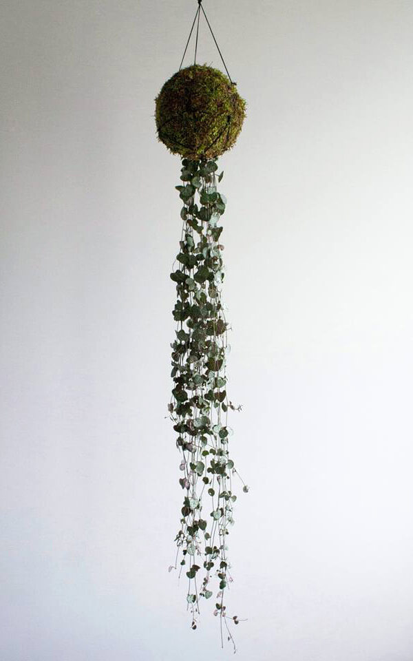 kokedama rosnąca do góry nogami