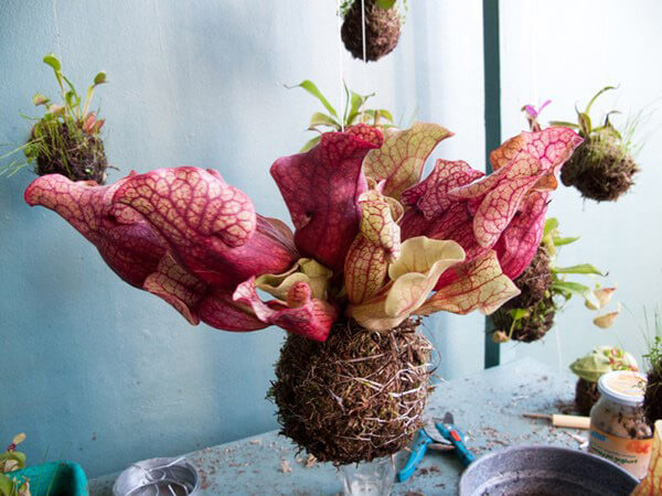 Kwiecista kokedama van der Walka