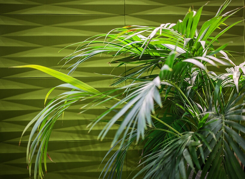 duża zielona roślina na tle zielonej ścianki akustycznej VANK